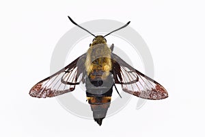Isolated Snowberry Clearwing Moth