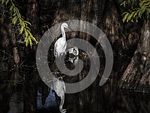 Snowy Egret In a Cypress Swamp with Garbage