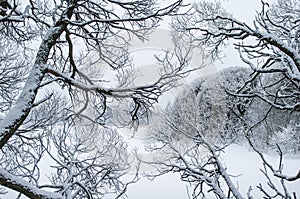 Isolated snowy tree branches