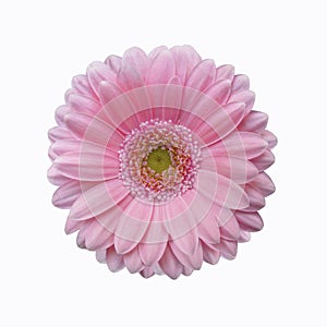 Isolated soft pink gerbera daisy flower