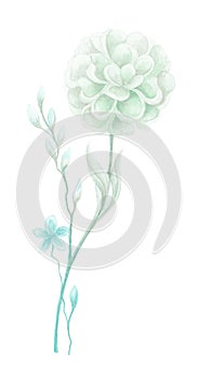 Isolated softness floral design elements. Light green blue flower with leaves and blue flower with bud on white background.