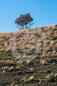 Isolated solitary tree standing atop a hill, presenting a clear and unobstructed view