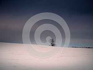 Isolated solitary tree surrounded by mysterious gloomy landscape