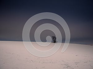 Isolated solitary tree surrounded by mysterious gloomy landscape