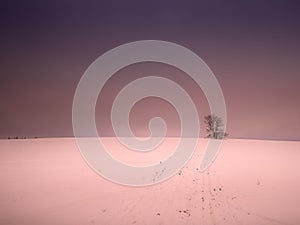 Isolated solitary tree surrounded by mysterious gloomy landscape