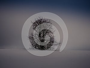 Isolated solitary tree surrounded by mysterious gloomy landscape