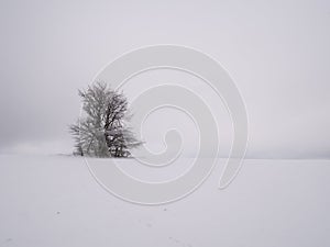 Isolated solitary tree surrounded by mysterious gloomy landscape