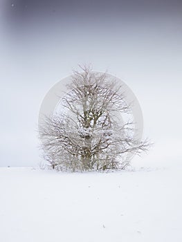 Isolated solitary tree surrounded by mysterious gloomy landscape