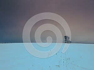 Isolated solitary tree surrounded by mysterious gloomy landscape