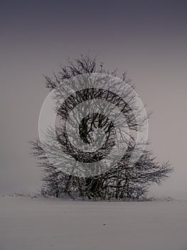 Isolated solitary tree surrounded by mysterious gloomy landscape