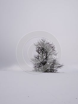 Isolated solitary tree surrounded by mysterious gloomy landscape