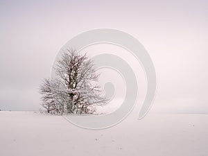 Isolated solitary tree surrounded by mysterious gloomy landscape