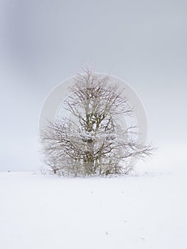 Isolated solitary tree surrounded by mysterious gloomy landscape