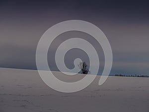 Isolated solitary tree surrounded by mysterious gloomy landscape