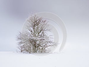 Isolated solitary tree surrounded by mysterious gloomy landscape