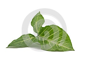 Isolated Spotted betel leaves,  on white background.