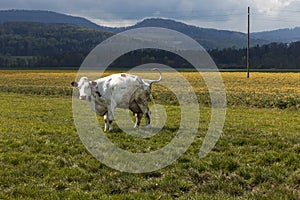 Isolated spotted cow in a green field of the Swiss Alps in the canton of Jura