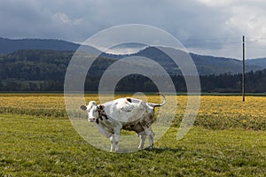 Isolated spotted cow in a green field of the Swiss Alps in the canton of Jura