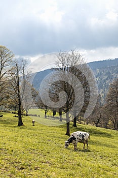 Isolated spotted cow in a green field of the Swiss Alps in the canton of Jura