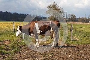 Isolated spotted cow in a green field of the Swiss Alps in the canton of Jura