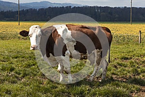 Isolated spotted cow in a green field of the Swiss Alps in the canton of Jura