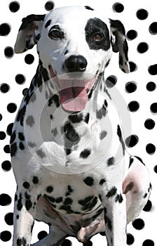 Isolated spotted dog on spotted background