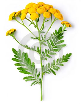 Isolated sprig of common tansy featuring distinctive button like yellow flowers and green leaves against a white photo