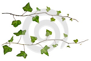 Isolated sprig of ivy with green leaves