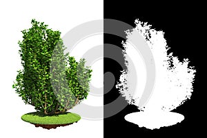 Isolated Spring Bush with Detail Raster Mask.