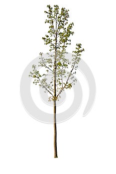 Isolated spring tree. White background. Green leaves