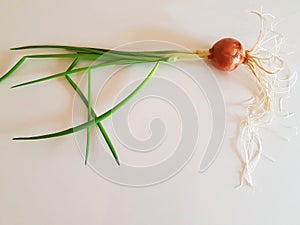 Isolated sprouted green onions