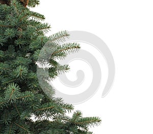 Isolated spruce branches on white background with copy space photo