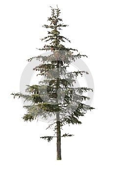 Isolated Spruce tree on white background