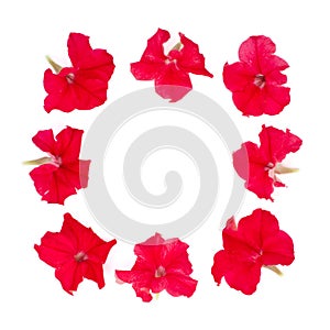 Isolated square frame of red petunia