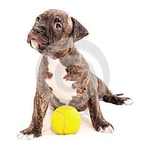 Isolated Staffordshire terrier two-month puppy dog with tennis ball. Young puppy dog sitting on white blanket. Puppy dog looking