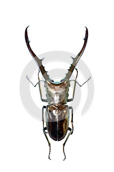 Isolated stag-beetle