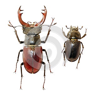 Isolated stag-beetles family