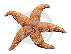 Isolated starfish