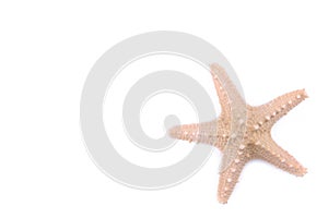 Isolated starfish on a white background.Top view