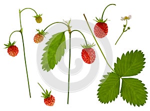 Isolated strawberry. Ripe forest red berry on branch with green leaf set isolated on white background