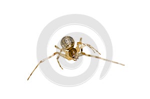 Isolated stretching macro spider