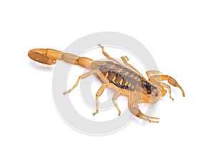 Isolated Striped Bark Scorpion