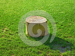 Isolated stump on mowed grass