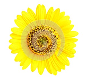 Isolated sunflower closeup.
