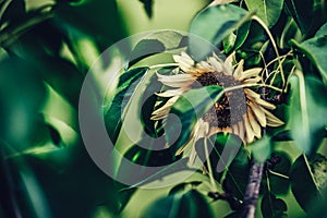 Isolated Sunflower in Garden With Blurred Background and Free Space for Text - Sunny Autumn Day, Abstract, Floral Background