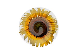 Isolated sunflower on white background