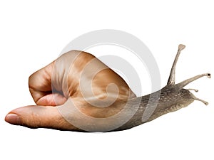 Isolated surreal snail