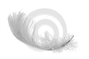 Isolated swan feather