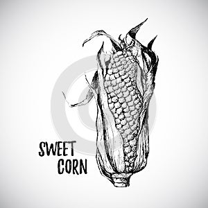 Isolated sweet black corn. Vector design