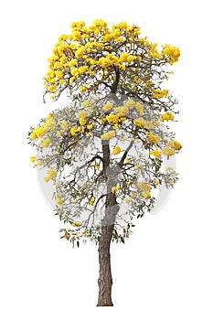 Isolated tabebuia golden yellow flower blossom tree on white background for graphic design purpose